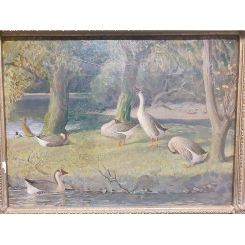 34 - Attributed to John Bulloch Souter (1890-1972) oil on board ducks by the river in a gilt frame, unsig... 