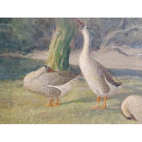 34 - Attributed to John Bulloch Souter (1890-1972) oil on board ducks by the river in a gilt frame, unsig... 