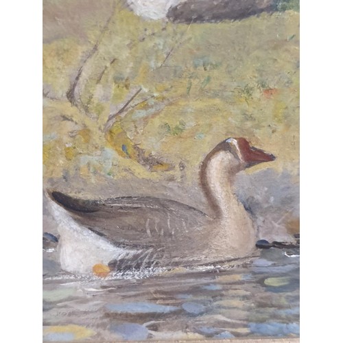 34 - Attributed to John Bulloch Souter (1890-1972) oil on board ducks by the river in a gilt frame, unsig... 