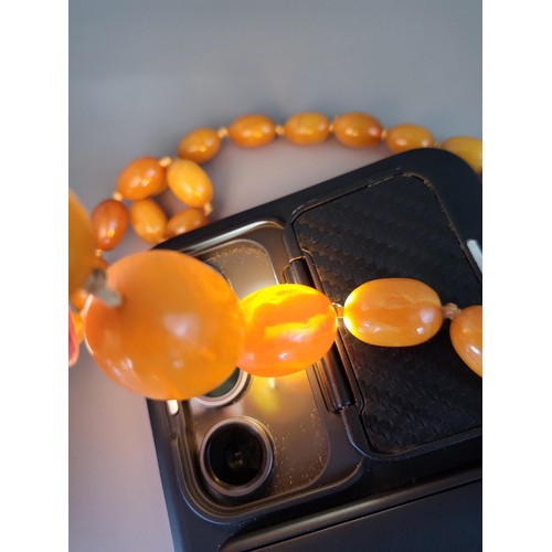 21 - Antique Graduating Amber Beads Weighs 36g Measure 66cm Long When Unclasped