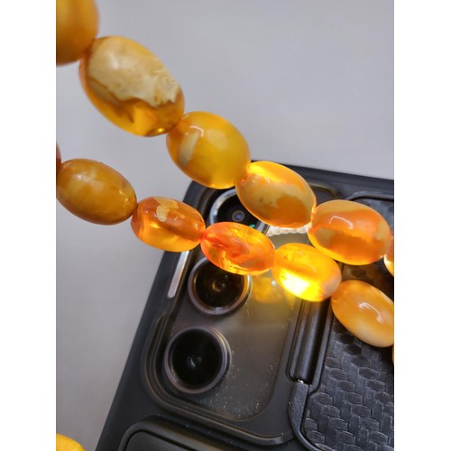 30 - Antique Graduating Amber Egg Yolk Bead Necklace Possible Gold Clasp Untested Weighs 52g Measure 80cm... 