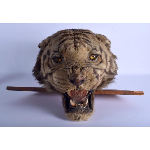 225 - A VICTORIAN TAXIDERMY TIGER HEAD with wooden wall fittings. 35 cm x 40 cm.