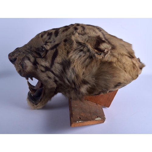 225 - A VICTORIAN TAXIDERMY TIGER HEAD with wooden wall fittings. 35 cm x 40 cm.