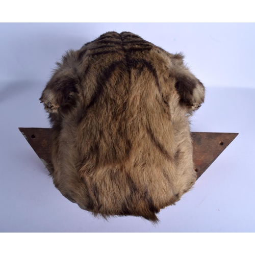 225 - A VICTORIAN TAXIDERMY TIGER HEAD with wooden wall fittings. 35 cm x 40 cm.