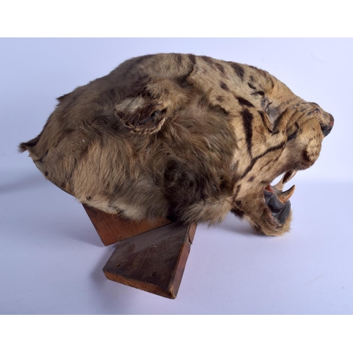 225 - A VICTORIAN TAXIDERMY TIGER HEAD with wooden wall fittings. 35 cm x 40 cm.