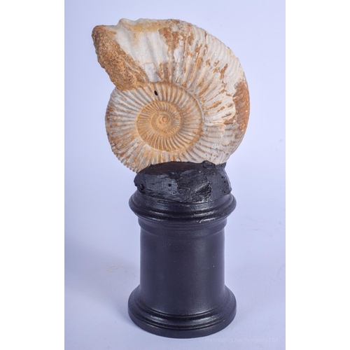 2130 - A FOSSIL ON STAND. Fossil 9 cm x 6.5 cm.