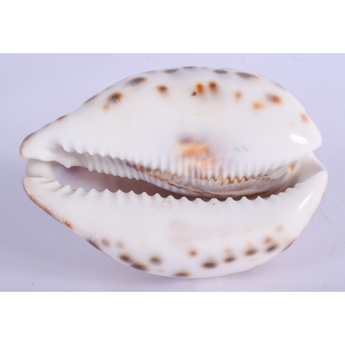 2132 - A RARE ANTIQUE LORDS PRAYER CONCH SHELL. 8.5 cm x 5.5 cm.