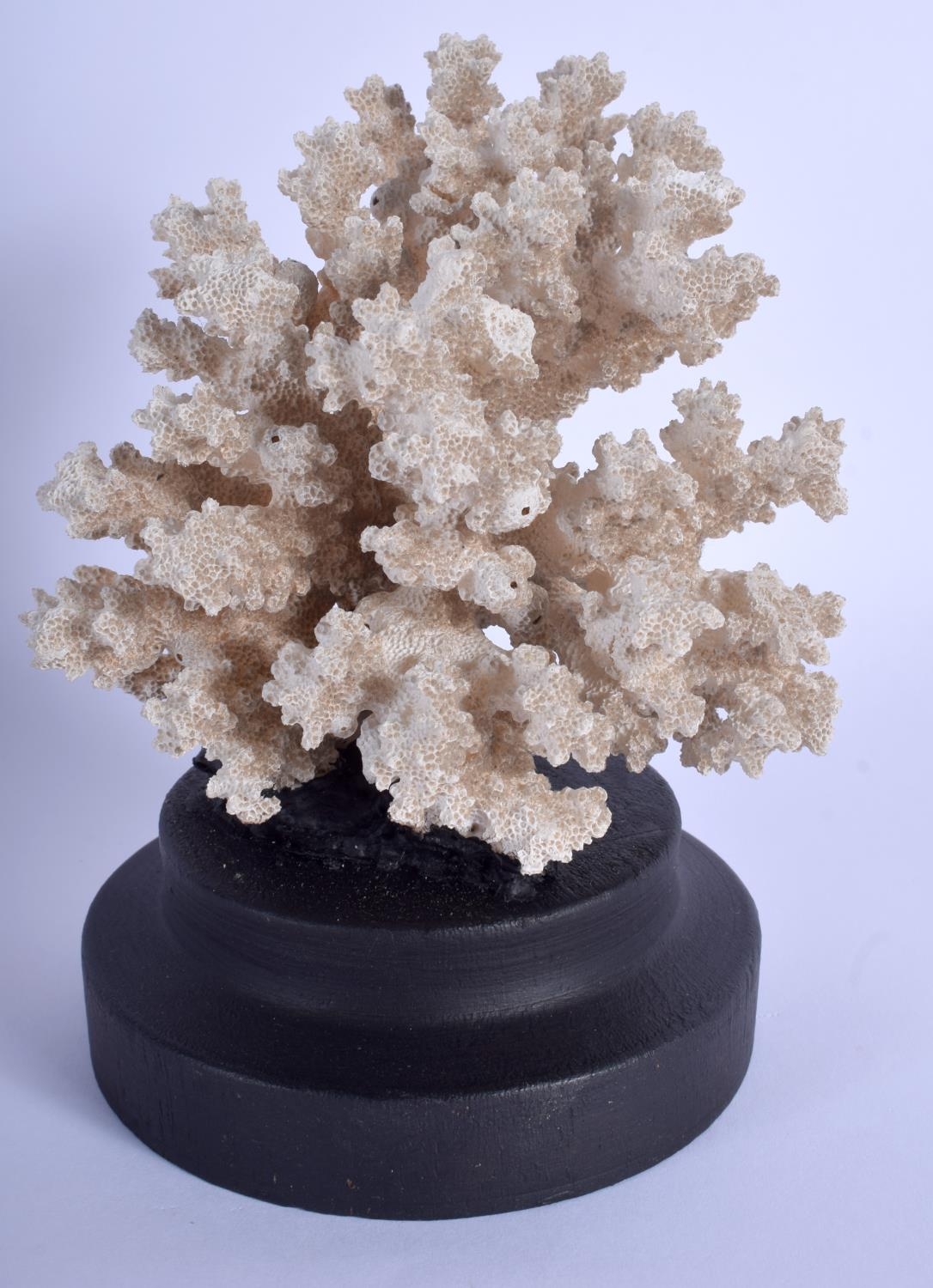 white-coral-specimen