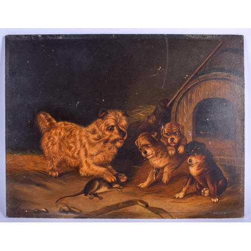 364 - English School (19th Century) Oil on board, Dogs at the farm. Largest 45 cm x 26 cm. (3)