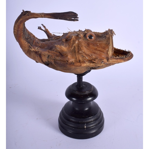 741 - AN UNUSUAL VICTORIAN TAXIDERMY GROTESQUE FISH. 21 cm x 13 cm.