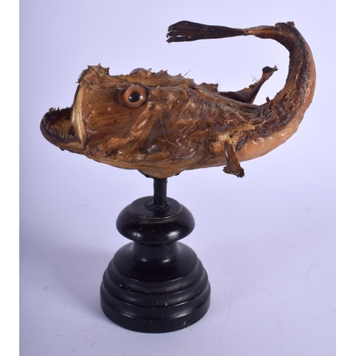 741 - AN UNUSUAL VICTORIAN TAXIDERMY GROTESQUE FISH. 21 cm x 13 cm.