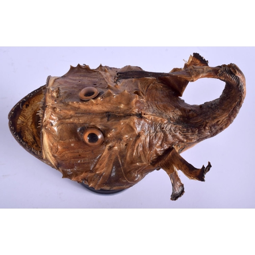 741 - AN UNUSUAL VICTORIAN TAXIDERMY GROTESQUE FISH. 21 cm x 13 cm.