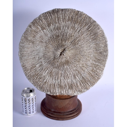 744 - A VERY LARGE EARLY 20TH CENTURY EUROPEAN FAUX CORAL SPECIMEN TAXIDERMY. Coral 37 cm wide.