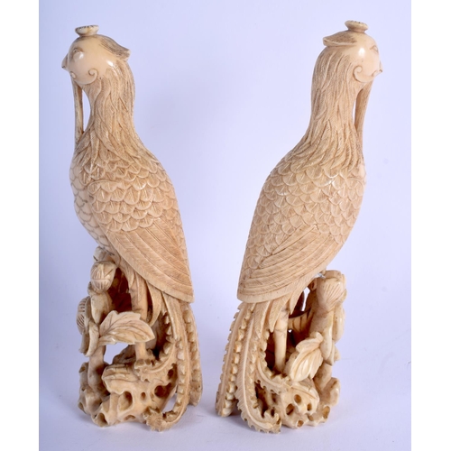 1340 - A PAIR OF 18TH CENTURY CHINESE CARVED IVORY FIGURE OF PHOENIX BIRDS Qianlong. 15 cm high.