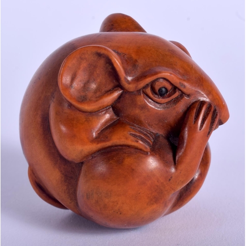 1516 - AN EARLY 20TH CENTURY JAPANESE CARVED BOXWOOD NETSUKE modelled as a coiled rat. 4 cm x 3.5 cm.