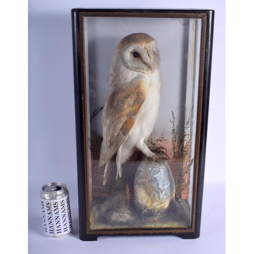 2319 - A VICTORIAN TAXIDERMY BARN OWL within a naturalistic setting. 49 cm x 27 cm.