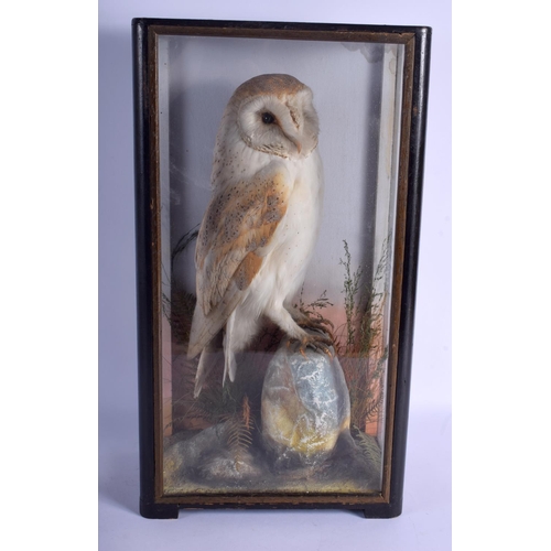 2319 - A VICTORIAN TAXIDERMY BARN OWL within a naturalistic setting. 49 cm x 27 cm.