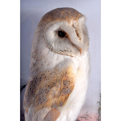 2319 - A VICTORIAN TAXIDERMY BARN OWL within a naturalistic setting. 49 cm x 27 cm.