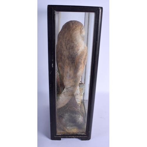 2319 - A VICTORIAN TAXIDERMY BARN OWL within a naturalistic setting. 49 cm x 27 cm.