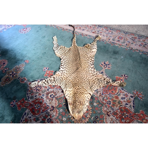 3162 - An Early 20th Century Cheetah skin.  171cm long (head to tail)