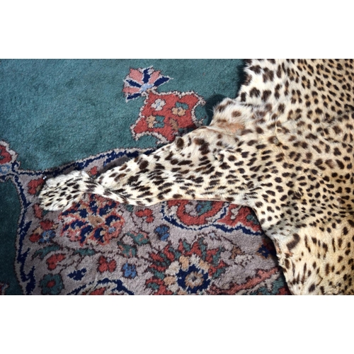 3162 - An Early 20th Century Cheetah skin.  171cm long (head to tail)