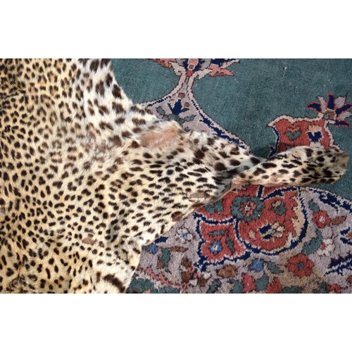 3162 - An Early 20th Century Cheetah skin.  171cm long (head to tail)