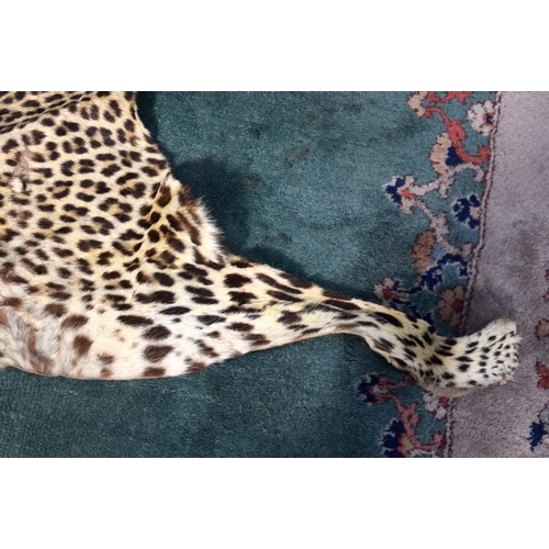 3162 - An Early 20th Century Cheetah skin.  171cm long (head to tail)