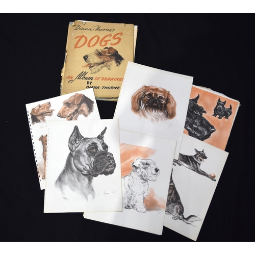 3376 - An Album of drawings of dogs by Diana Thorne