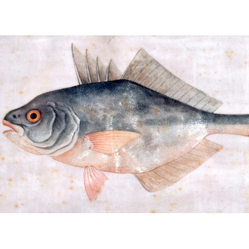 1559 - Chinese School (19th Century) Pith paper, two fish. Image 20 cm x 16 cm.