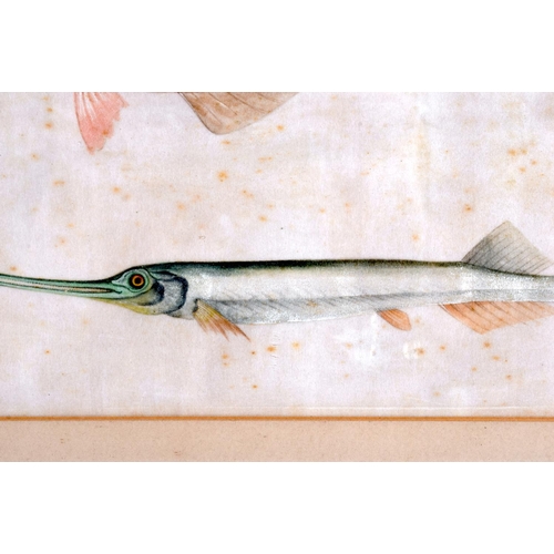 1559 - Chinese School (19th Century) Pith paper, two fish. Image 20 cm x 16 cm.