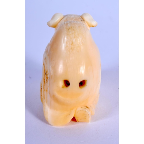 1584 - A 19TH CENTURY JAPANESE MEIJI PERIOD CARVED IVORY NETSUKE modelled as a male wearing a dog skin. 4 c... 