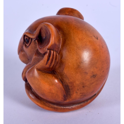 1667 - AN EARLY 20TH CENTURY JAPANESE CARVED BOXWOOD NETSUKE modelled as a coiled rat. 4 cm x 3.5 cm