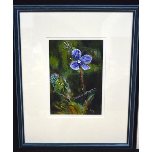 4336 - A framed acrylic  of a speedwell by S McNab together with another picture of a flower 24 x 16 (2)