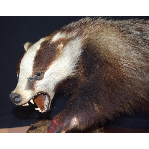 4358 - A taxidermy badger with a trap injury 49 x 38 cm.