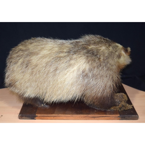 4358 - A taxidermy badger with a trap injury 49 x 38 cm.