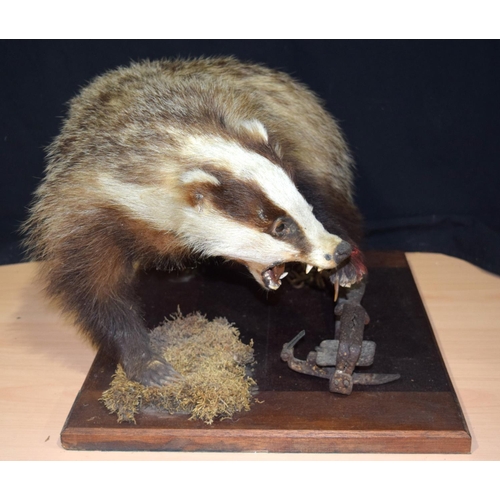 4358 - A taxidermy badger with a trap injury 49 x 38 cm.