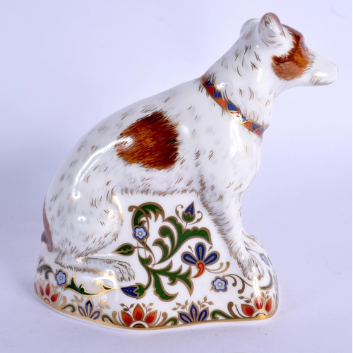 117 - Royal Crown Derby imari paperweight Parson Jack Russell Terrier.  12cm high