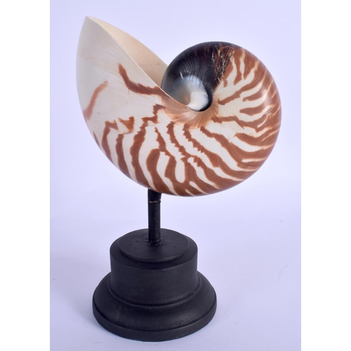 282 - A NATURALISTIC TAXIDERMY NAUTILUS SHELL. Shell 10 cm x 12 cm.