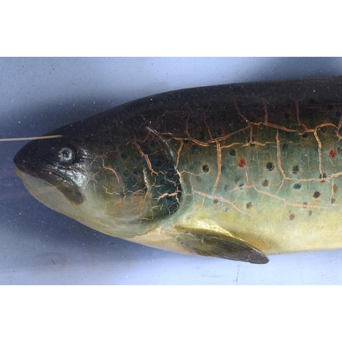 292 - A VICTORIAN SCOTTISH LOCH BURRIE TAXIDERMY FISH June 1899. 56 cm x 27 cm.