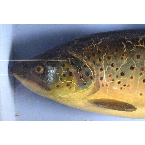 293 - A VICTORIAN SCOTTISH LOCH CHAMPAGNE TAXIDERMY FISH September 1899. 50 cm x 14 cm.