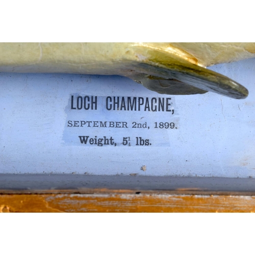 293 - A VICTORIAN SCOTTISH LOCH CHAMPAGNE TAXIDERMY FISH September 1899. 50 cm x 14 cm.