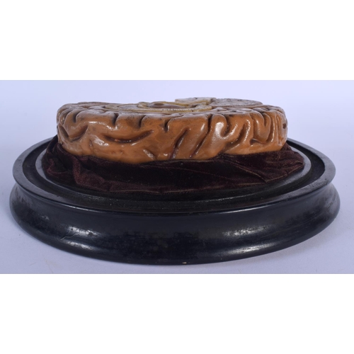 325 - A FRENCH TRAMOND OF PARIS ANATOMICAL WAX MODEL OF A CUT AWAY BRAIN upon an ebonised base. Brain 17 c... 