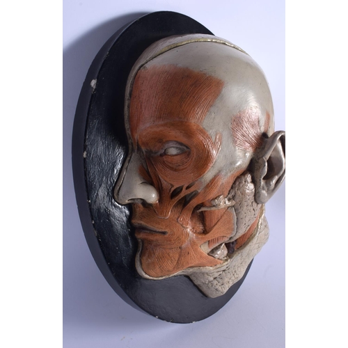 326 - A FRENCH PAINTED POTTERY ANATOMICAL MODEL OF A CUT AWAY HUMAN SKULL depicting muscular structure upo... 