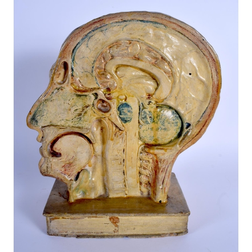 327 - A FRENCH PAINTED POTTERY ANATOMICAL MODEL OF A CUT AWAY HUMAN SKULL depicting the structure of veins... 