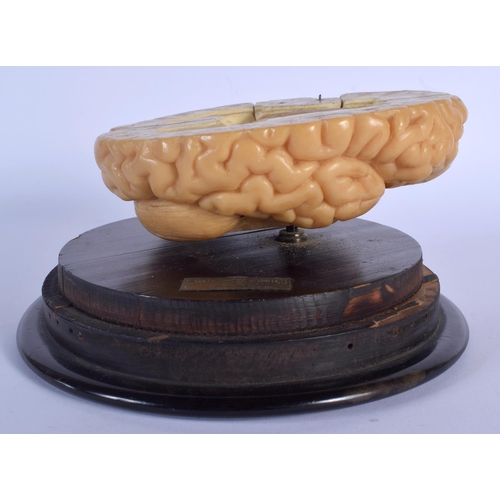 328 - A FRENCH LES FILS D'EMILE DEYROLLE A PARIS ANATOMICAL WAX MODEL OF A CUT AWAY BRAIN upon a stepped w... 