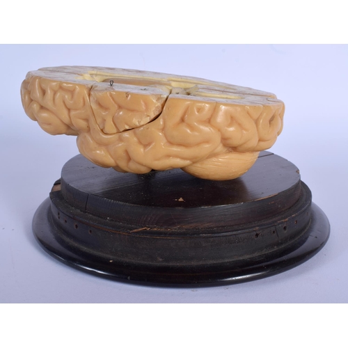 328 - A FRENCH LES FILS D'EMILE DEYROLLE A PARIS ANATOMICAL WAX MODEL OF A CUT AWAY BRAIN upon a stepped w... 