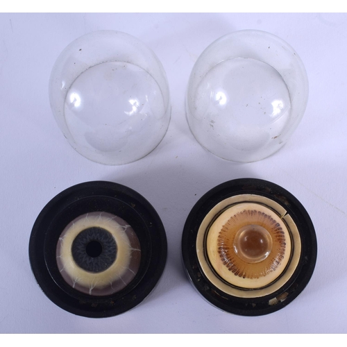 329 - A PAIR OF FRENCH PAINTED WAX ANATOMICAL MODELS OF EYES under glass domes. Eye 4 cm x 3.5 cm.