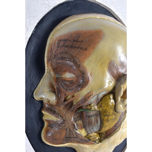 330 - A FRENCH PAINTED POTTERY ANATOMICAL MODEL OF A HALF CUT AWAY HUMAN SKULL depicting various glands an... 