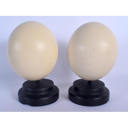 671 - A PAIR OF OSTRICH EGGS ON STANDS. Egg 14 cm x 10 cm.