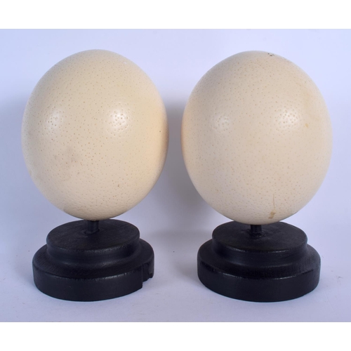 671 - A PAIR OF OSTRICH EGGS ON STANDS. Egg 14 cm x 10 cm.